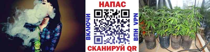 Бошки Шишки семена  Данков 
